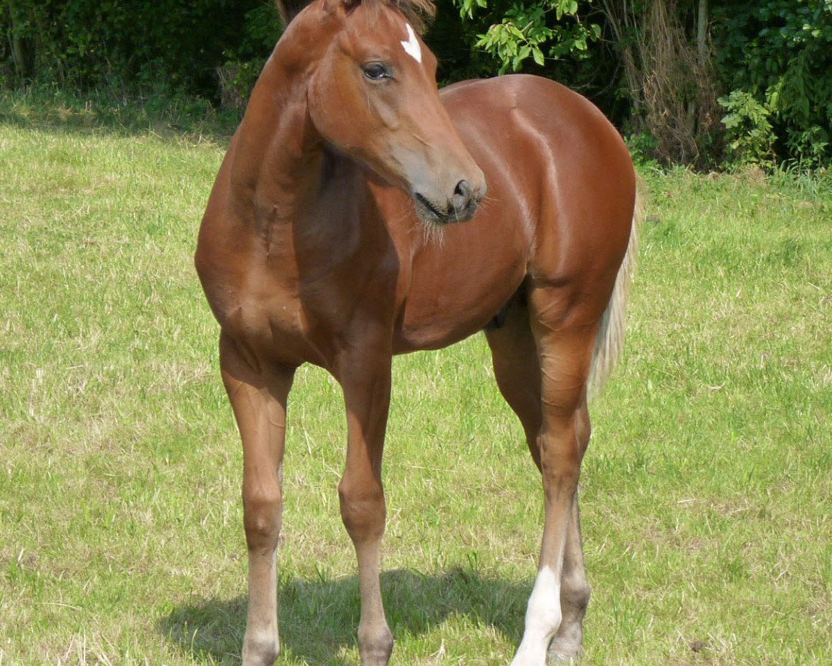 Deckhengst Lil Peppy Dun It Right Sohn 2015 (Quarter Horse, 2015, von Lil Peppy Dun It Right)