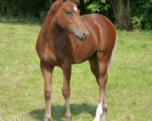 Deckhengst Lil Peppy Dun It Right Sohn 2015 (Quarter Horse, 2015, von Lil Peppy Dun It Right)