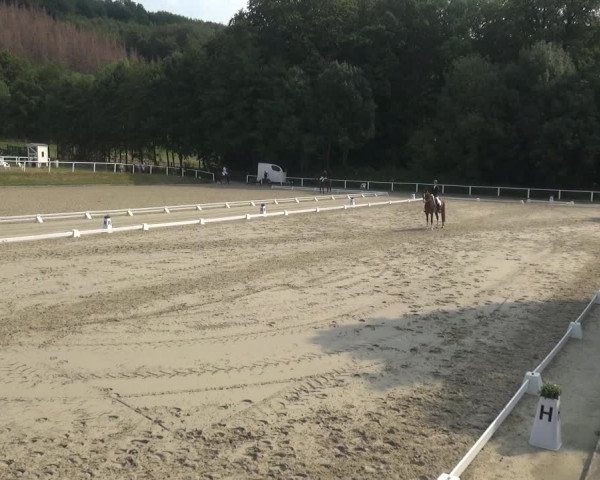 Reitturnier Bergisch Gladbach - Hebborner Hof 2020