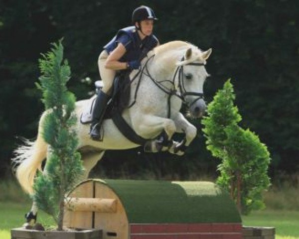 horse Mikado 250 (Arab half breed / Partbred, 1994, from Mardschan 1982 ox) horse Mikado 250 (Arab half breed / Partbred, 1994, from Mardschan 1982 ox)
