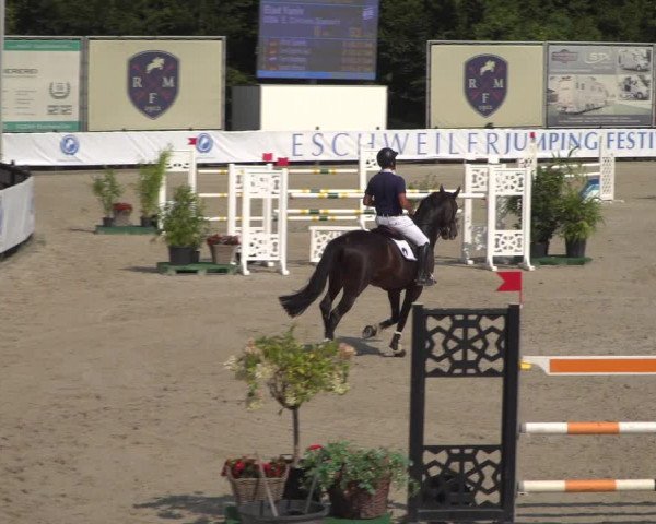 FEI Reitturnier Eschweiler (GER) 2020