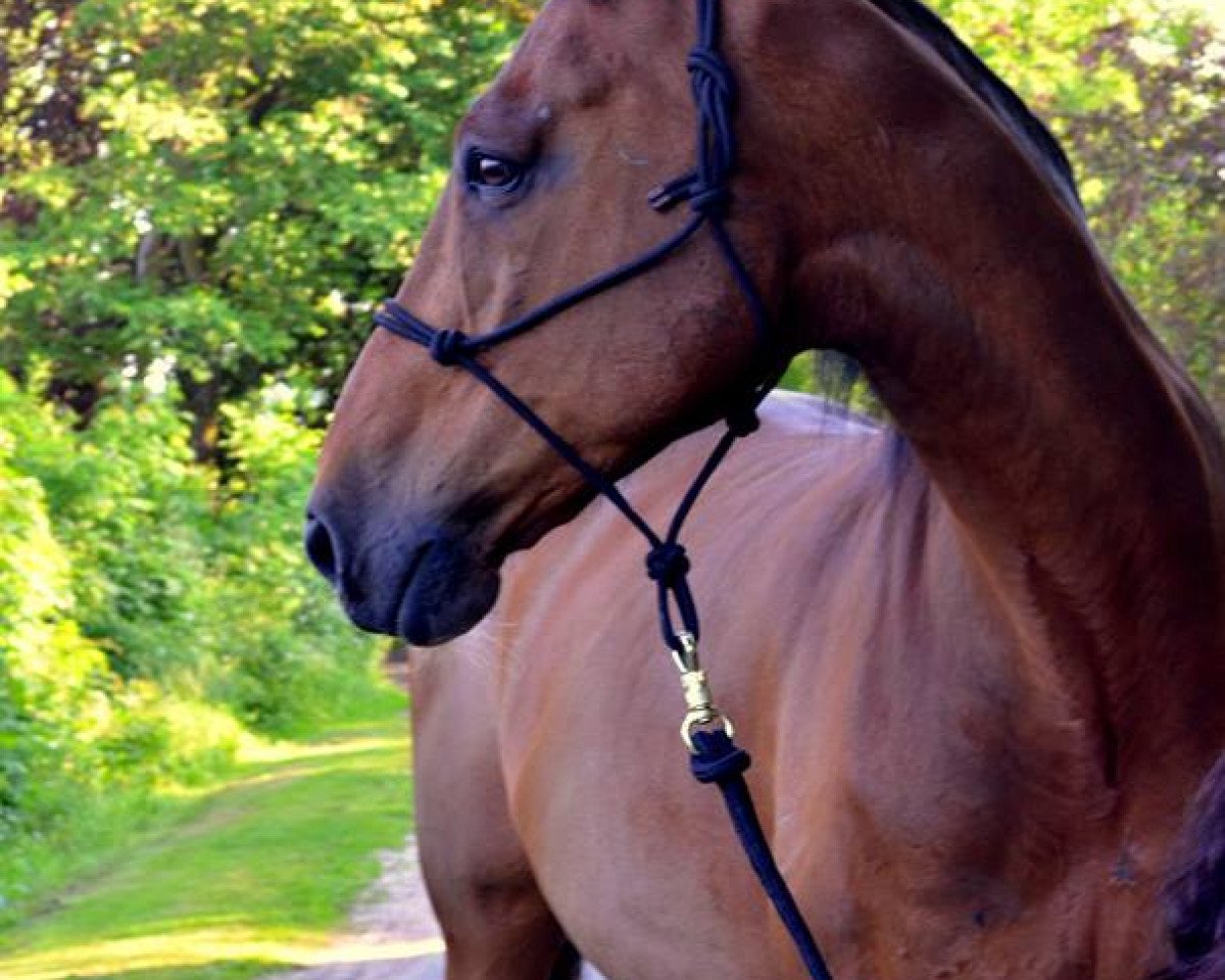 Pferd Cybriano L (Deutsches Reitpferd, 2000, von Consens)