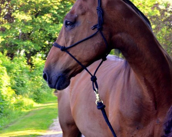 Pferd Cybriano L (Deutsches Reitpferd, 2000, von Consens) Pferd Cybriano L (Deutsches Reitpferd, 2000, von Consens)