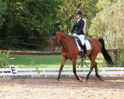 dressage horse Calando 82 (Holsteiner, 2007, from Calato)
