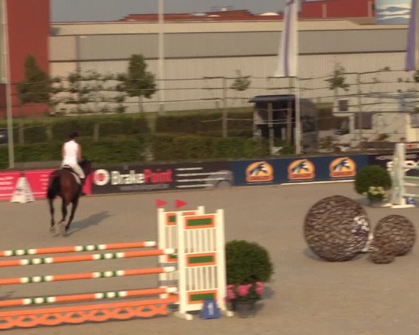 Gold +Cyclus Jonge Paarden in Lier (BEL) 2020