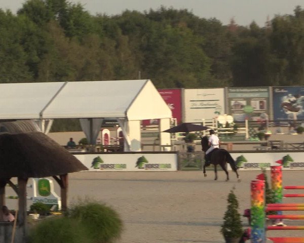 Gold +Cyclus Jonge Paarden in Lier (BEL) 2020