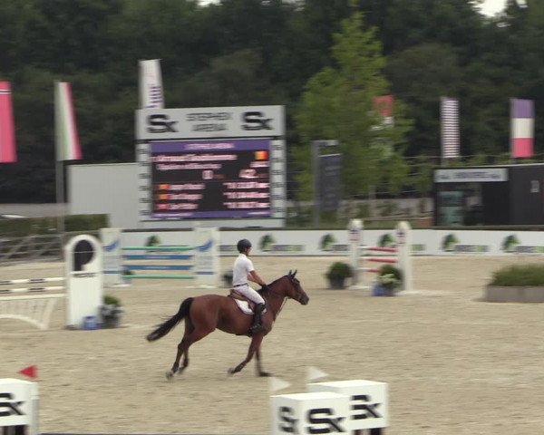 Gold +Cyclus Jonge Paarden in Lier (BEL) 2020