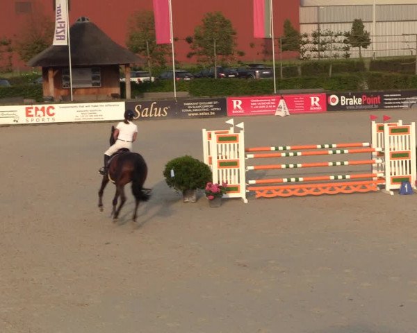 Gold +Cyclus Jonge Paarden in Lier (BEL) 2020