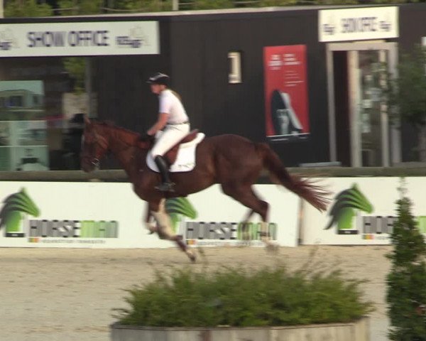 Gold +Cyclus Jonge Paarden in Lier (BEL) 2020