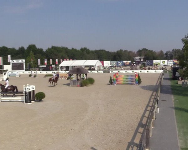 Gold +Cyclus Jonge Paarden in Lier (BEL) 2020