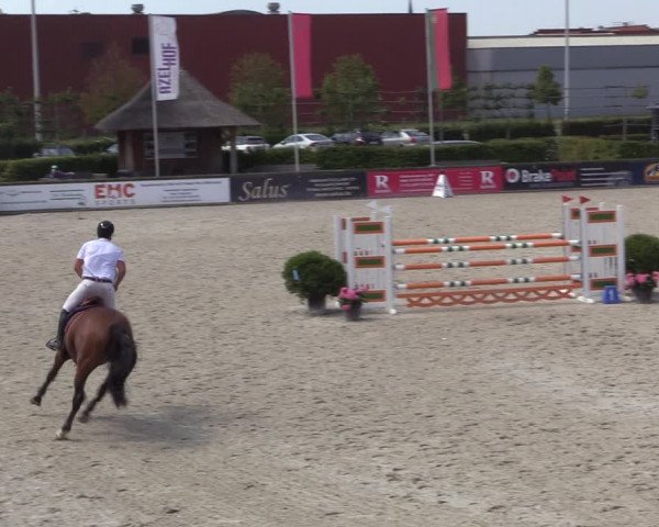 Gold +Cyclus Jonge Paarden in Lier (BEL) 2020
