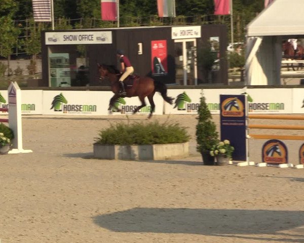 Gold +Cyclus Jonge Paarden in Lier (BEL) 2020