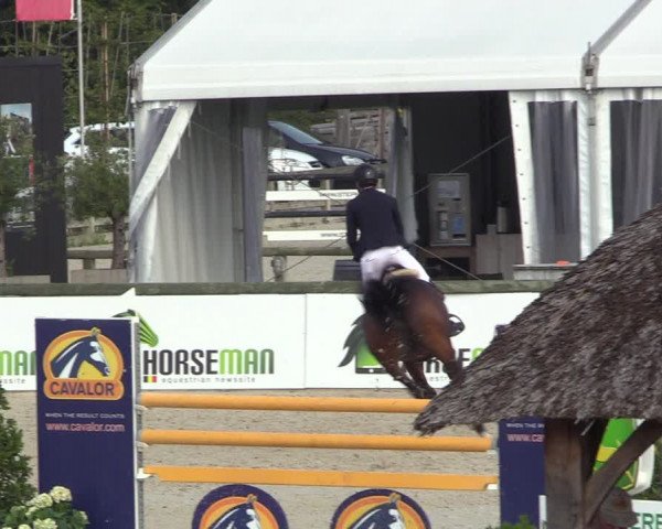 Gold +Cyclus Jonge Paarden in Lier (BEL) 2020