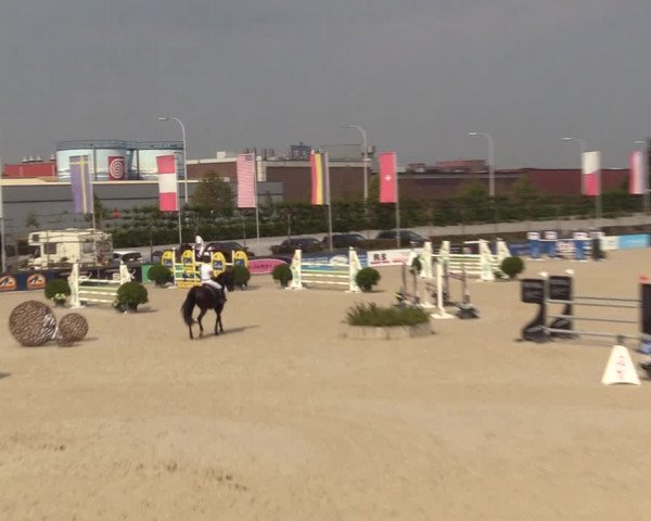 Gold +Cyclus Jonge Paarden in Lier (BEL) 2020