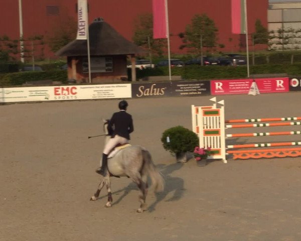 Gold +Cyclus Jonge Paarden in Lier (BEL) 2020