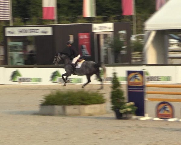 Gold +Cyclus Jonge Paarden in Lier (BEL) 2020