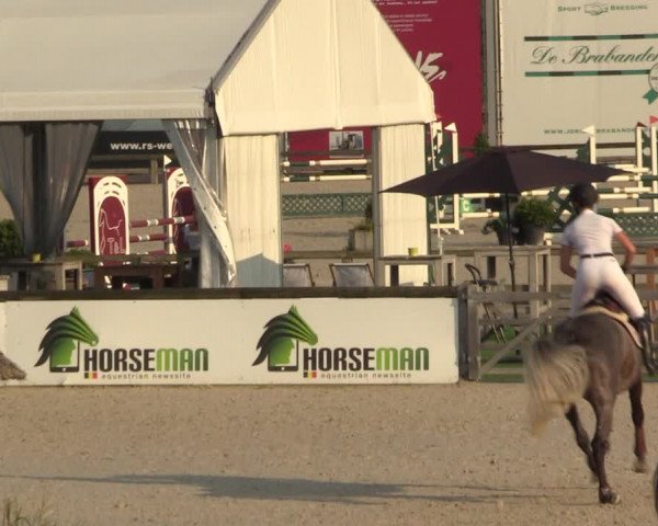 Gold +Cyclus Jonge Paarden in Lier (BEL) 2020