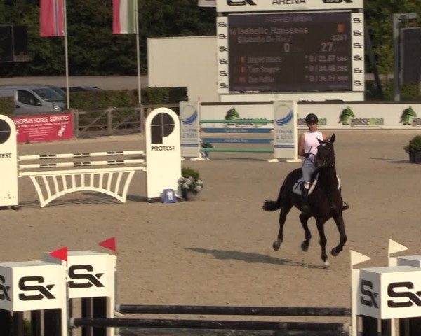Gold +Cyclus Jonge Paarden in Lier (BEL) 2020