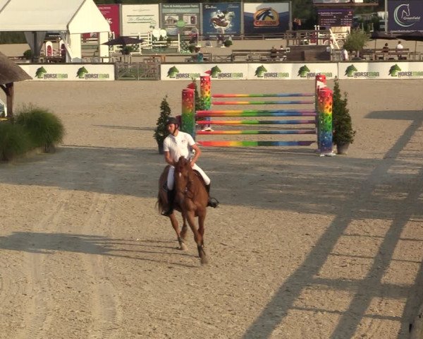 Gold +Cyclus Jonge Paarden in Lier (BEL) 2020