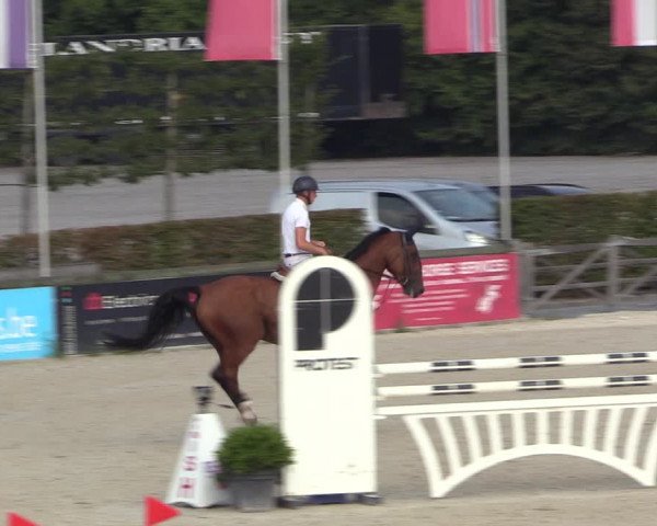 Gold +Cyclus Jonge Paarden in Lier (BEL) 2020