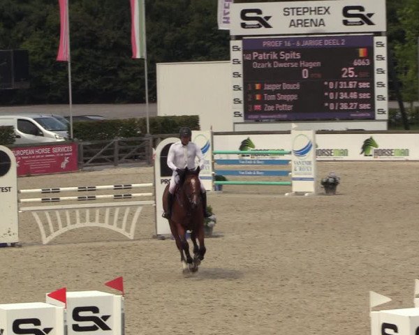 Gold +Cyclus Jonge Paarden in Lier (BEL) 2020