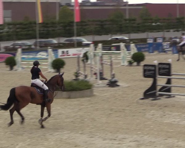 Gold +Cyclus Jonge Paarden in Lier (BEL) 2020