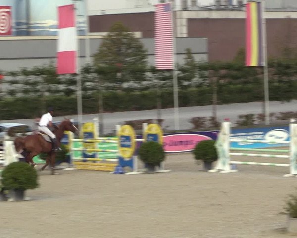 Gold +Cyclus Jonge Paarden in Lier (BEL) 2020