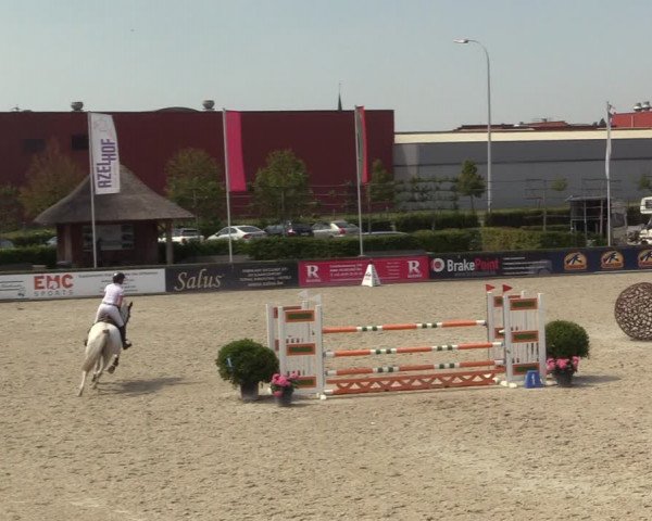 Gold +Cyclus Jonge Paarden in Lier (BEL) 2020