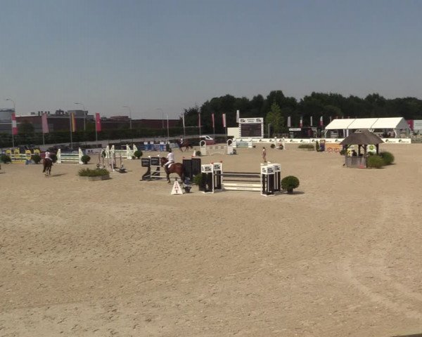 Gold +Cyclus Jonge Paarden in Lier (BEL) 2020