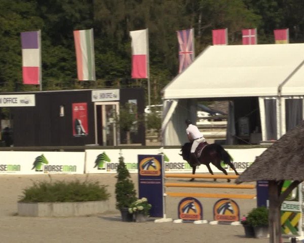 Gold +Cyclus Jonge Paarden in Lier (BEL) 2020