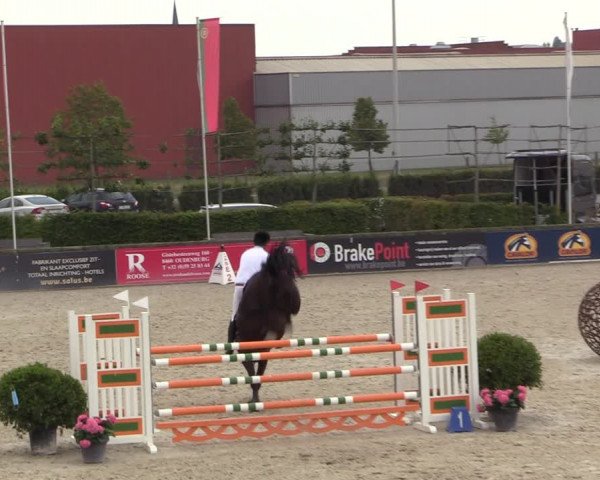 Gold +Cyclus Jonge Paarden in Lier (BEL) 2020