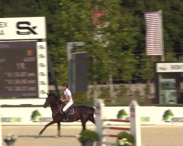 Gold +Cyclus Jonge Paarden in Lier (BEL) 2020