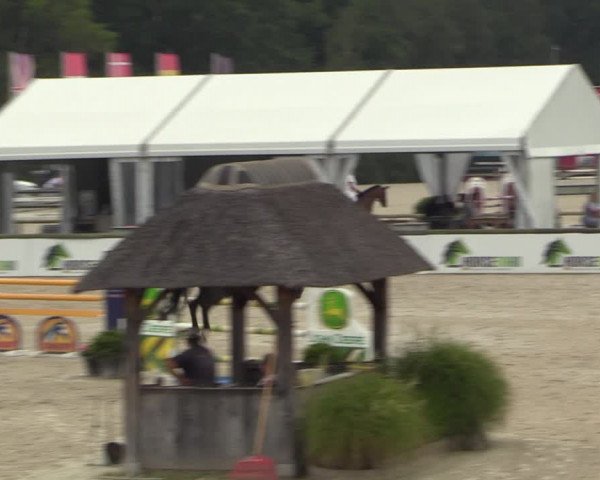 Gold +Cyclus Jonge Paarden in Lier (BEL) 2020