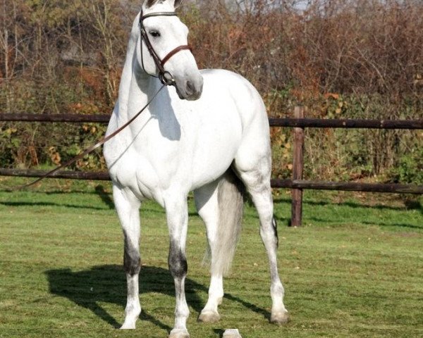 horse Tommy Hilfiger (Oldenburg show jumper,  , from Rubinstein I)