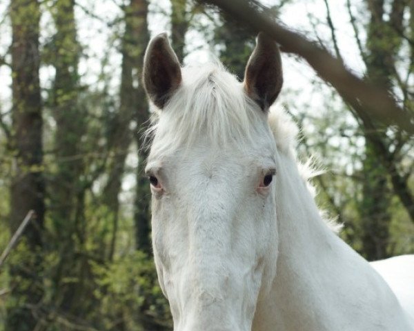 horse Arnie (Knabstrupper, 2002, from Adonis af Asgard)