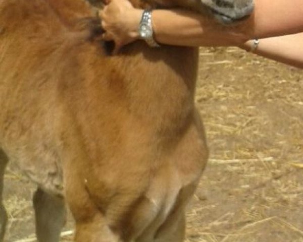 horse AE Egyptian Malik (Arabian purebred, 2015, from AE Haalim Jamil EAO)