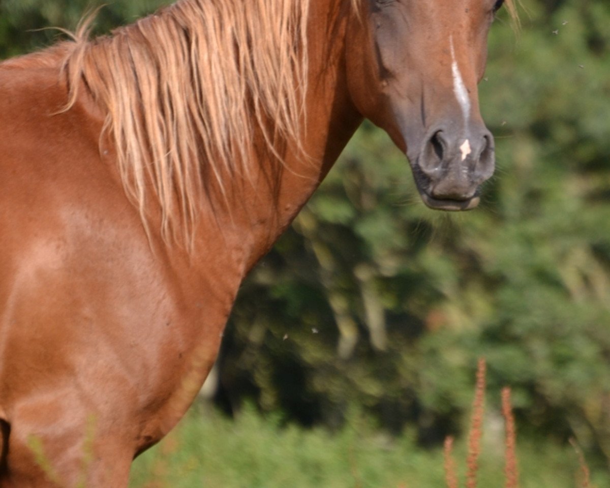 stallion AE Kamaal (Arabian purebred, 2014, from The Verdict HG EAO)