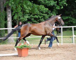 dressage horse Quarter Ballerina (German Sport Horse, 2009, from Quaterback)