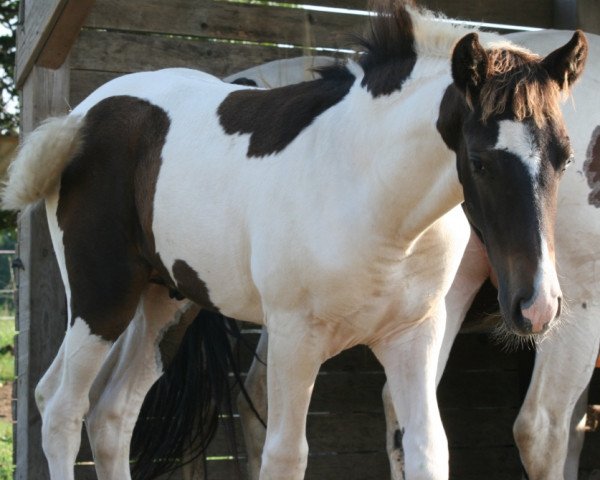 Pferd Pacho Pretty Boy (sonstiges Pony, 2015)