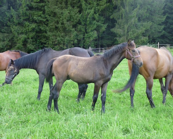 Springpferd Craig 8 (Oldenburger Springpferd, 2015, von Colman)