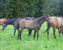 Springpferd Craig 8 (Oldenburger Springpferd, 2015, von Colman)