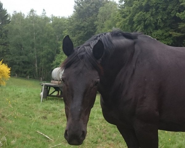 horse Evita (Hessian Warmblood, 2004, from Epernay)
