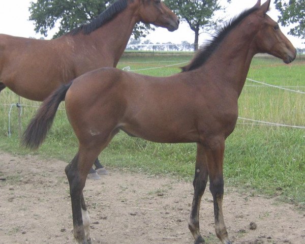 Zuchtstute Halla Hill (Oldenburger Springpferd, 2006, von Chambertin) Zuchtstute Halla Hill (Oldenburger Springpferd, 2006, von Chambertin)