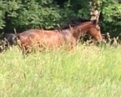 dressage horse Leocor AW (Zweibrücken, 2010, from Laurice)