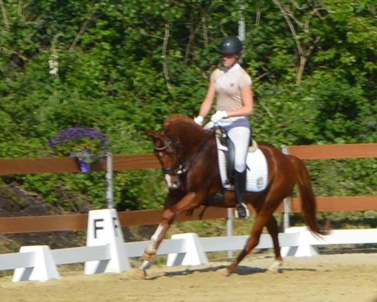 broodmare Bell Amie (German Riding Pony, 2011, from Cyriac WE)