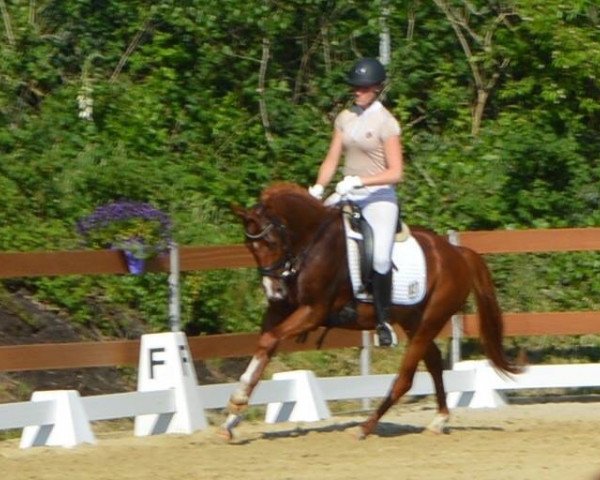 Zuchtstute Bell Amie (Deutsches Reitpony, 2011, von Cyriac WE)