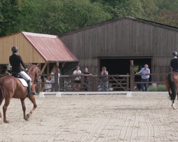Reitturnier Bübinger Hof 2020