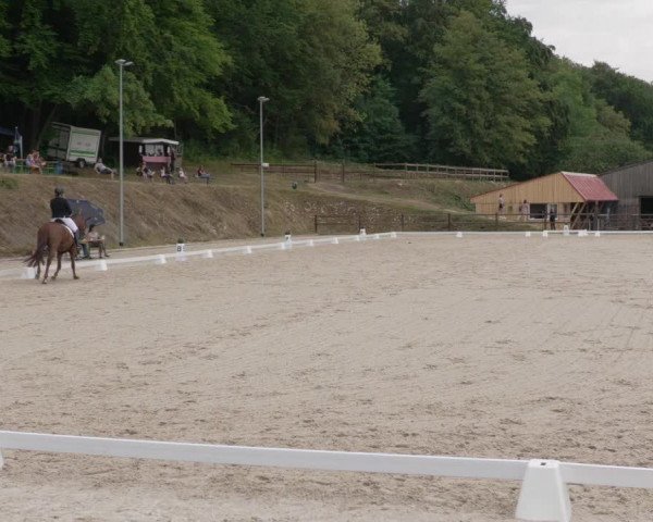 Reitturnier Bübinger Hof 2020