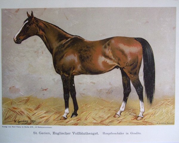 stallion St. Gatien xx (Thoroughbred, 1881, from The Rover xx) stallion St. Gatien xx (Thoroughbred, 1881, from The Rover xx)