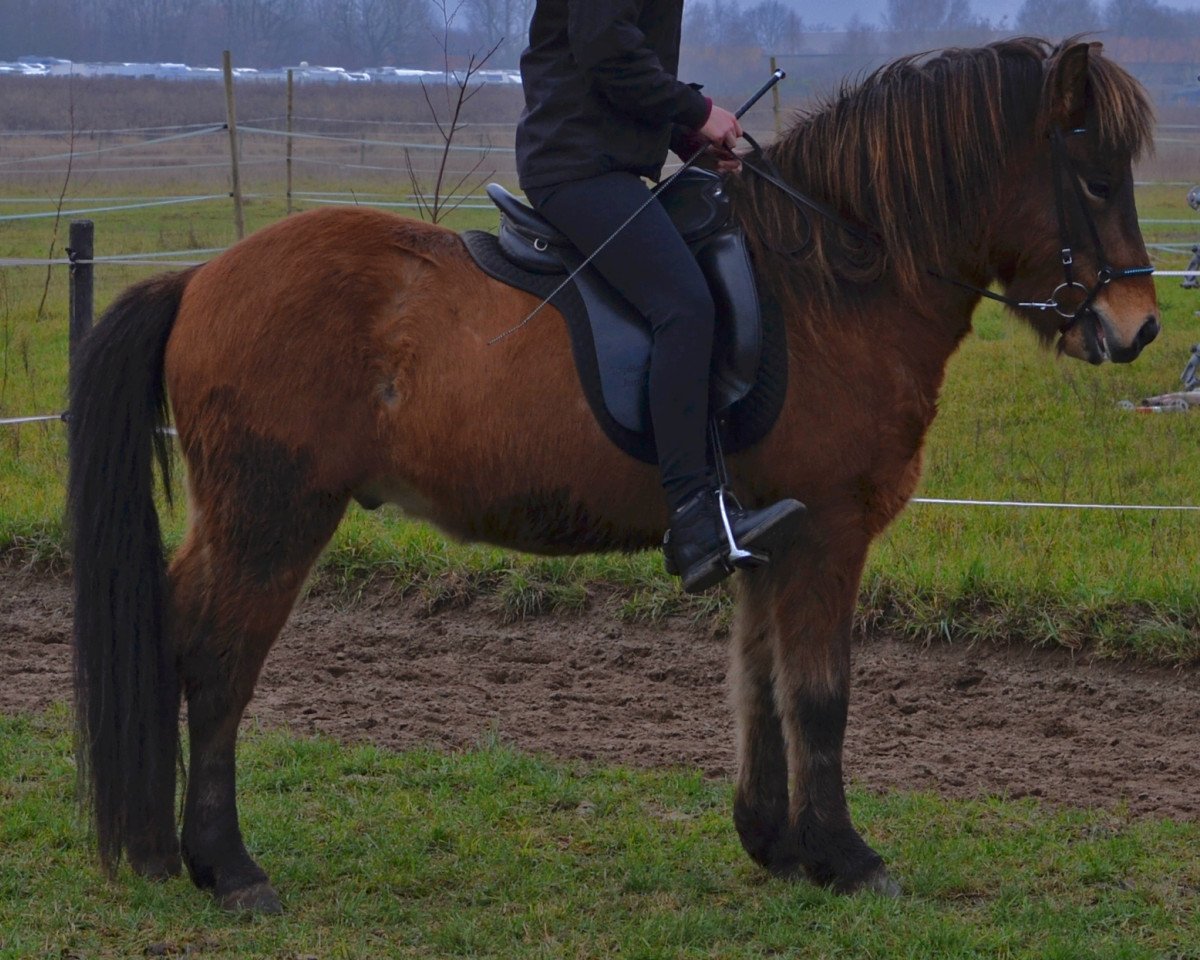 horse Gæðingur vom Odinshof (Iceland Horse, 2007, from Glaður frá Sauðárkróki)